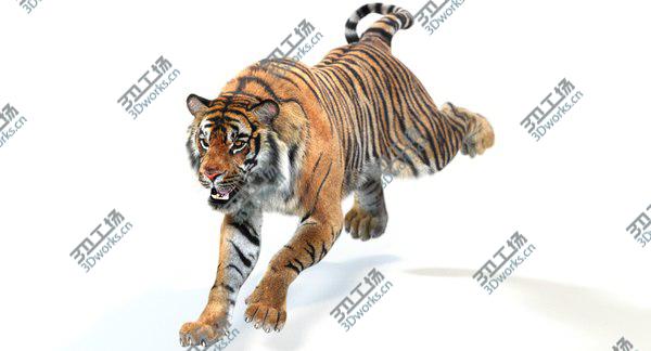 images/goods_img/20210312/3D Sumatran Tiger Animated (Fur)/2.jpg